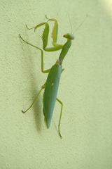 Hierodula transcaucasica