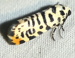 Tarache idella