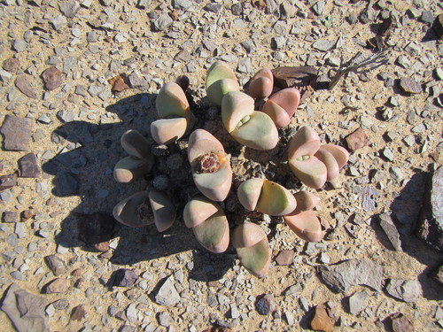 Tanquana prismatica