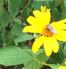 Bembix americana spinolae