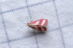 Noctueliopsis rhodoxanthinalis