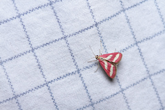 Noctueliopsis rhodoxanthinalis