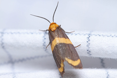 Eudesmia arida