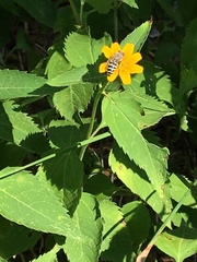 Bembix americana spinolae