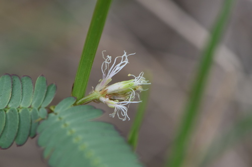 Desmanthus tatuhyensis var. brevipes