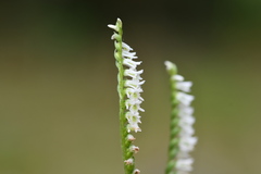 Spiranthes lacera lacera