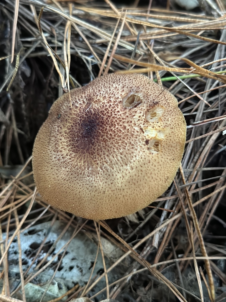 Tricholomopsis ornaticeps · March 2025 · photo: © marmalade101 (iNaturalist, cc0)