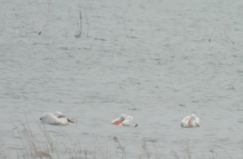 Dalmatian Pelican