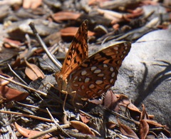 Speyeria coronis carolae