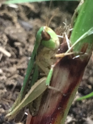Pasture Locust photo 5