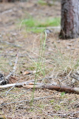 Spiranthes lacera lacera