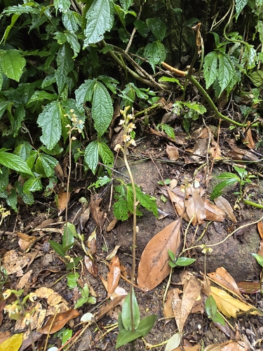 Image of Zeuxine nervosa by (c) 賴碧珠, some rights reserved (CC BY)