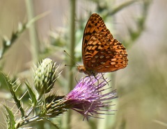 Speyeria coronis carolae