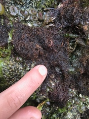 Odonthalia floccosa