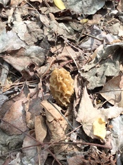 Morchellaceae