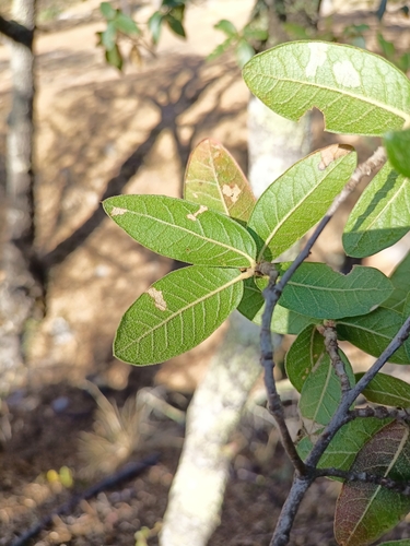 Quercus opaca