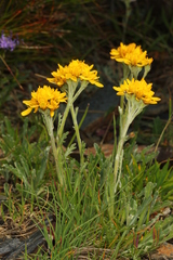Jacobaea carniolica
