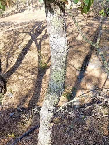 Quercus opaca