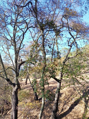 Quercus opaca