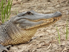 American Alligator photo 2