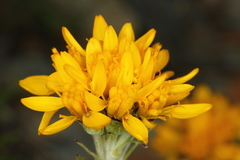 Jacobaea carniolica