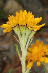 Jacobaea carniolica