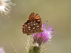 Speyeria coronis carolae