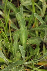 Jacobaea carniolica