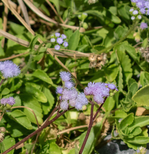 Ageratum maritimum (Ageratum maritimum)
