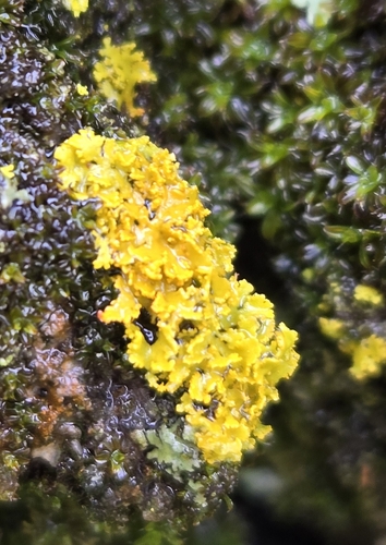 iNaturalist observation photo of Common Lichens