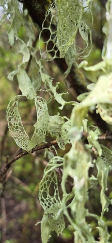iNaturalist observation photo of lace lichen