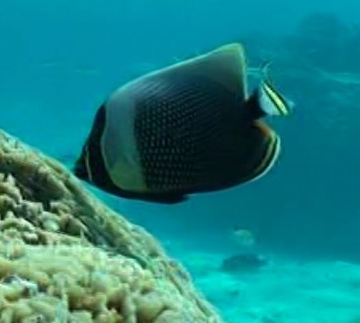 Black Butterflyfish