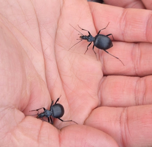 iNaturalist observation photo of Menetries' Snail-eating Beetle