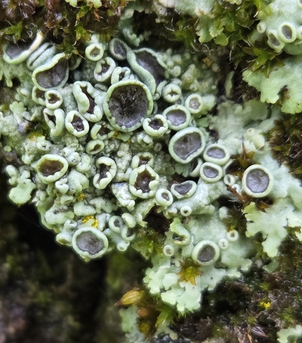 iNaturalist observation photo of rosette lichens, frost lichens, and allies