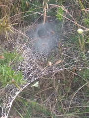 Agelena labyrinthica