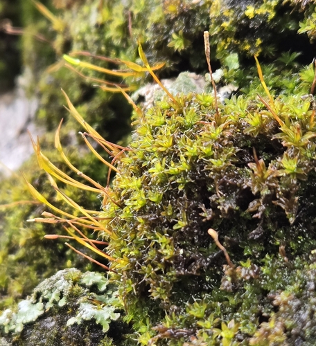 iNaturalist observation photo of Mosses