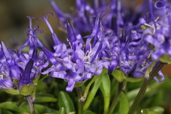 Phyteuma globulariifolium