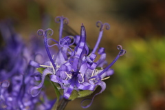 Phyteuma globulariifolium