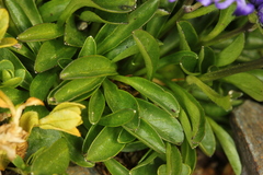 Phyteuma globulariifolium