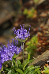 Phyteuma globulariifolium
