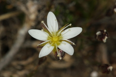 Minuartia recurva recurva