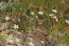 Minuartia recurva recurva