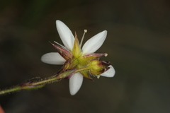 Minuartia recurva recurva