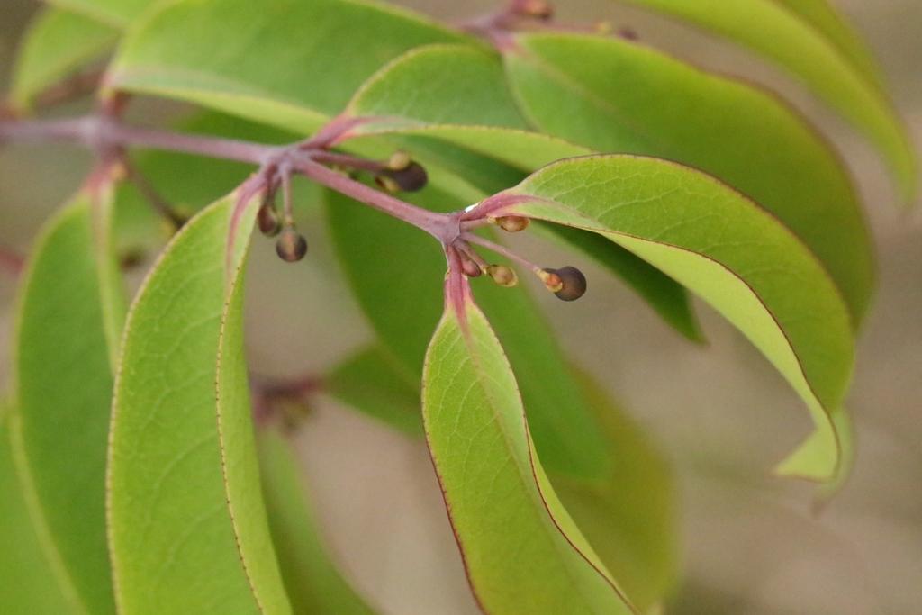 Cratoxylum cochinchinense; photograph author not stated, no rights reserved