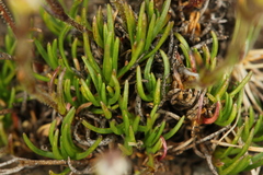 Minuartia recurva recurva