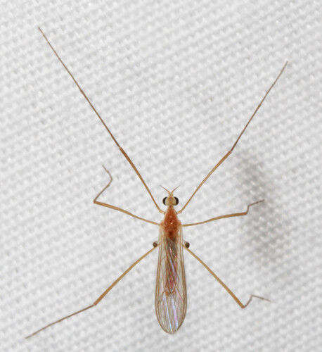 Erioptera septemtrionis Osten Sacken, 1860