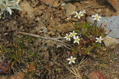 Minuartia recurva recurva