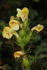 Pedicularis elongata