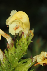 Pedicularis elongata