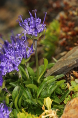 Phyteuma globulariifolium